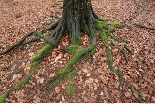 Photo Textures of Roots